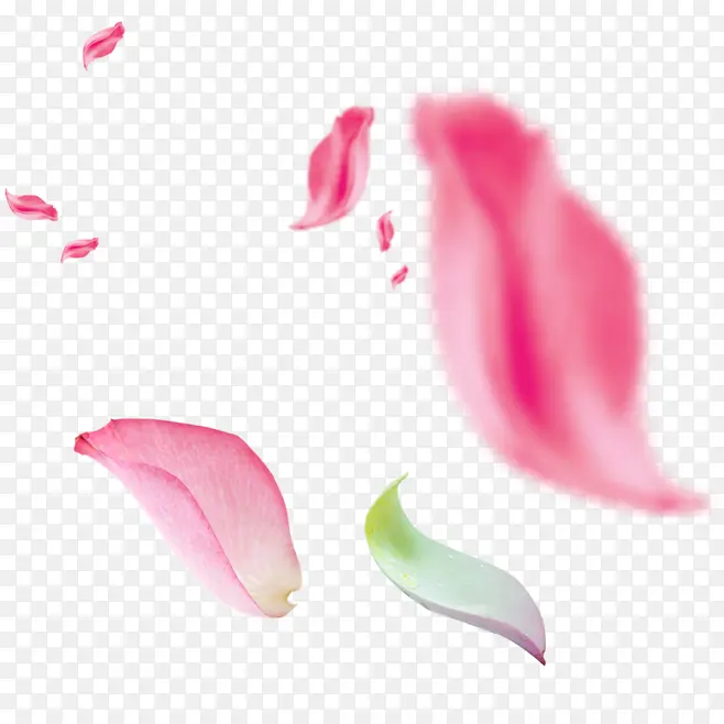 花瓣的舞蹈
