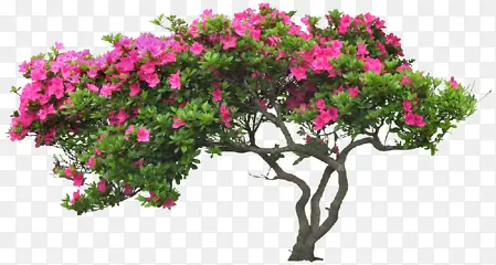 粉红花朵花树装饰