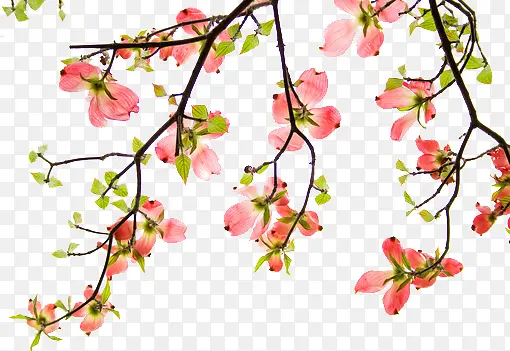 花朵粉红花朵树枝装饰