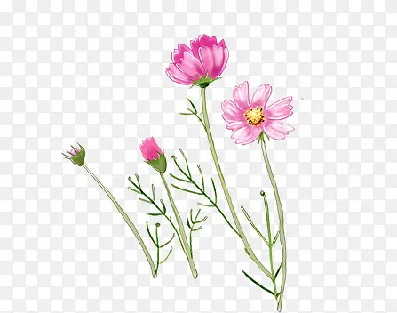 粉红花朵花枝彩绘花朵