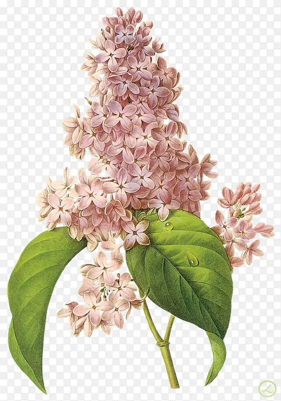 风信子粉红花朵彩绘花朵装饰