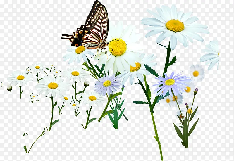 春天白色雏菊蝴蝶