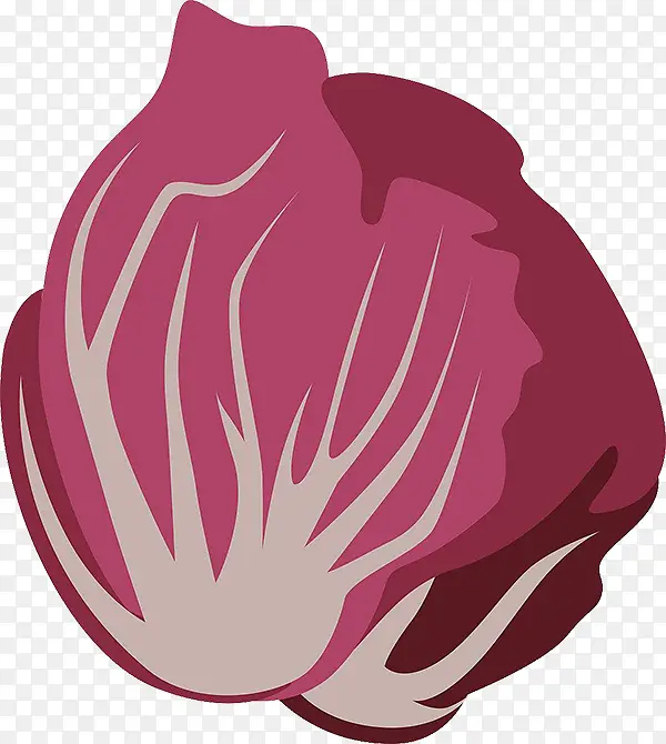 手绘红菊苣