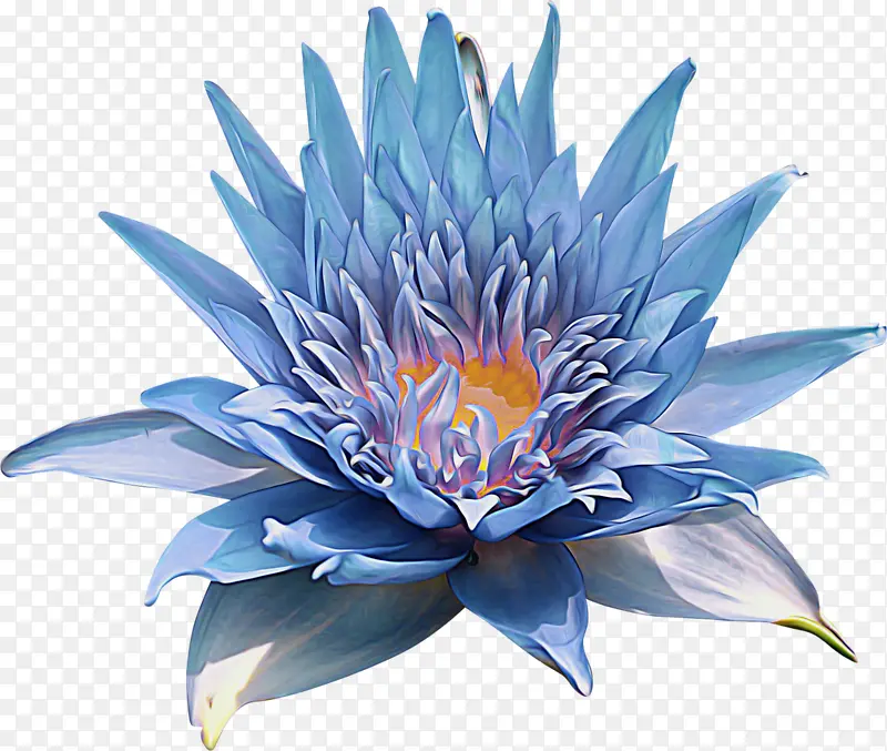 蓝色菊花