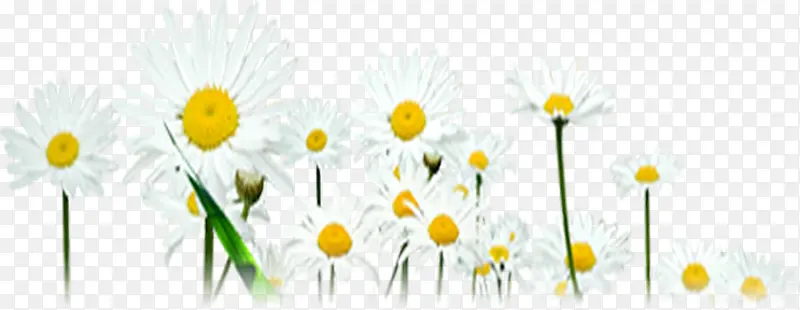 春天白色装饰雏菊