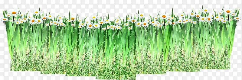 春天梦幻白色雏菊