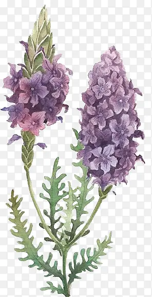绿叶紫色水菊图片