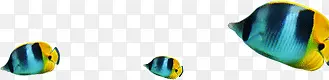 鱼 热带鱼 蓝色 黄色