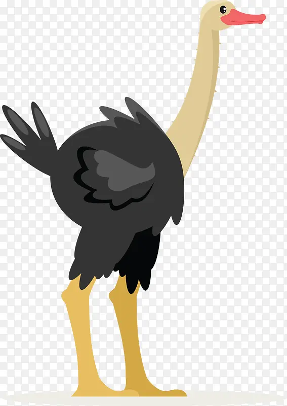 黑色鸵鸟