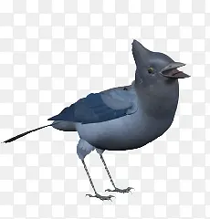 灰色小鸟鸟类