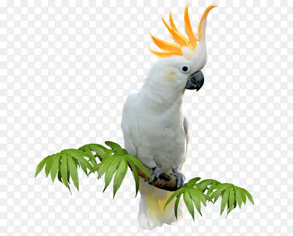 白色鹦鹉