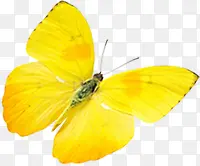 春天黄色漂浮蝴蝶