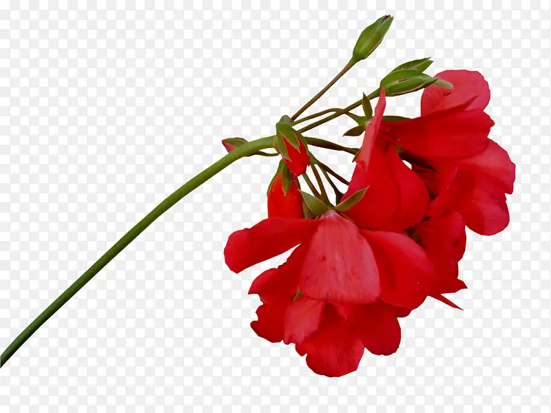 红花
