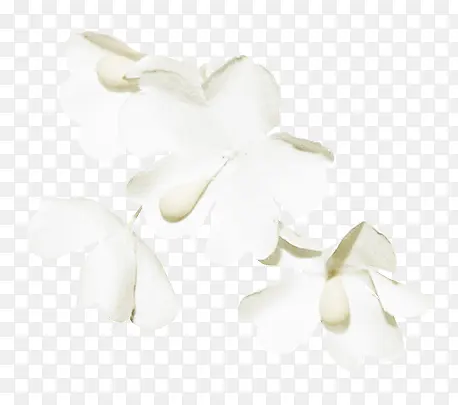 白花png图片