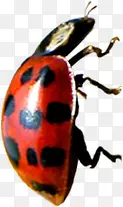 春季红色昆虫动物