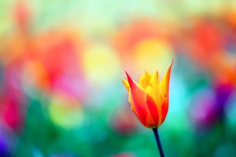 彩色花朵鲜花背景