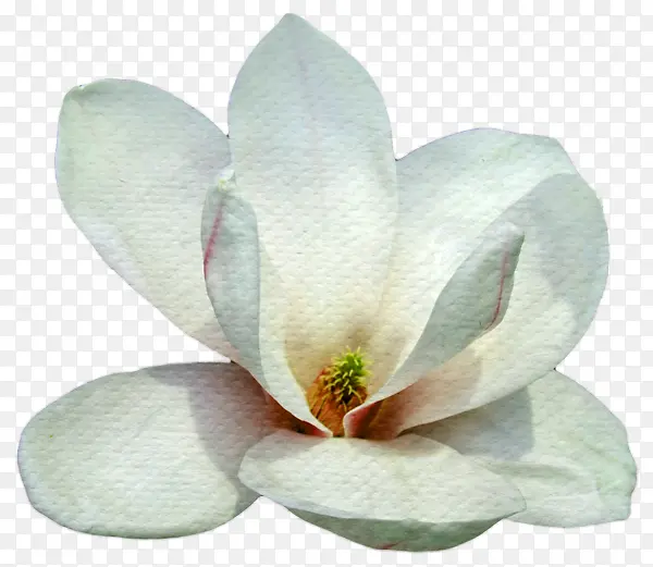 ps花卉素材绿植花卉