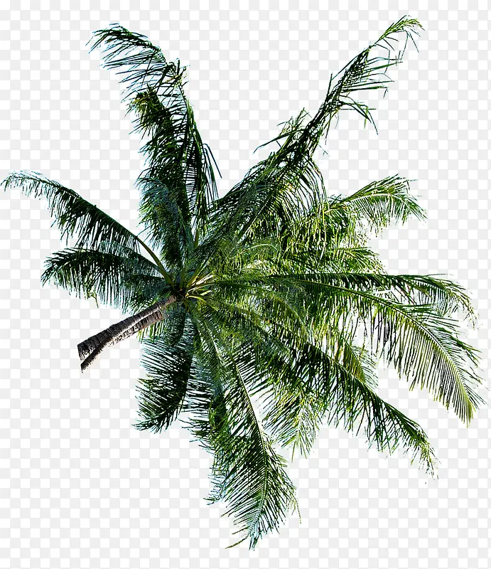 沙滩的椰子树素材