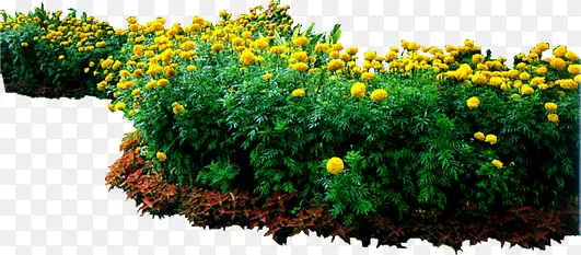 高清摄影创意黄色花卉植物
