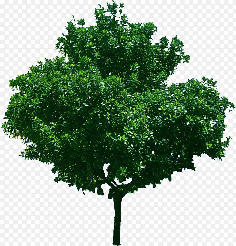 绿树配名植物素材