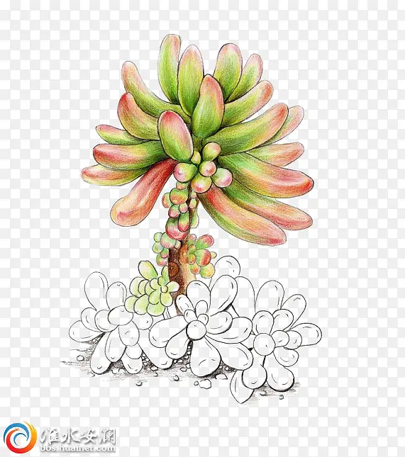 植物素材PNG图片素材下载_图片编号10572293-PNG素材网