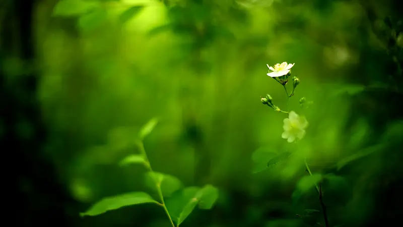 绿色唯美植物背景素材