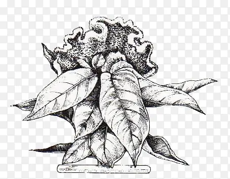高清创意合成效果花卉植物