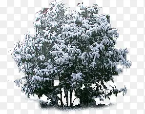 高清摄影创意合成绿色的园林植物
