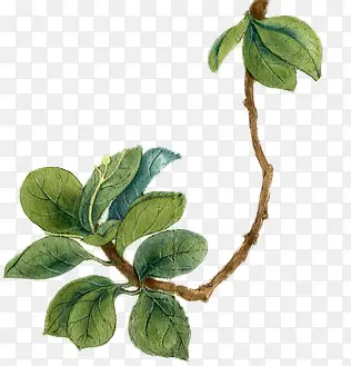 高清创意合成绿色的草本植物立绘