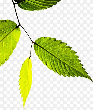 绿色创意春天树叶植物PNG图片素材下载_图片编号10573380-PNG素材网
