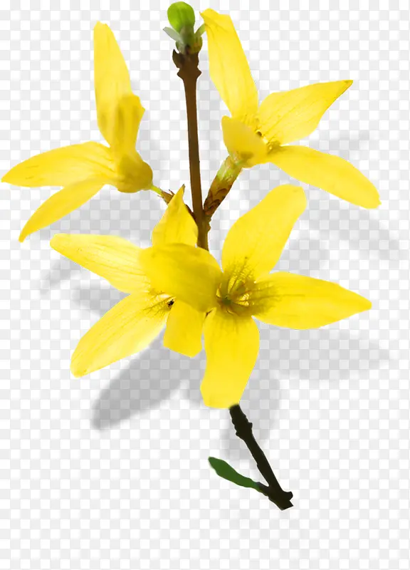 创意合成黄色的花卉植物