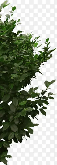 创意高清绿色植物PNG图片素材下载_图片编号10573032-PNG素材网