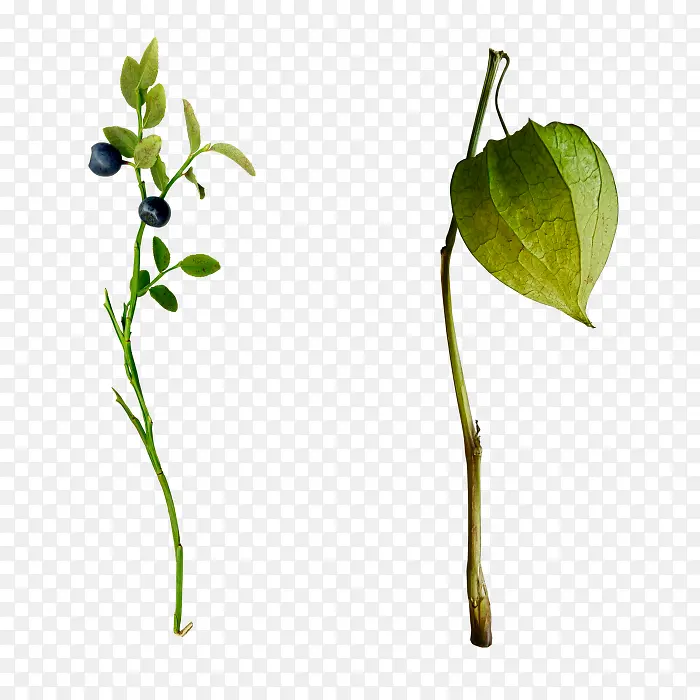 绿色植物免抠图片立绘矢量素材