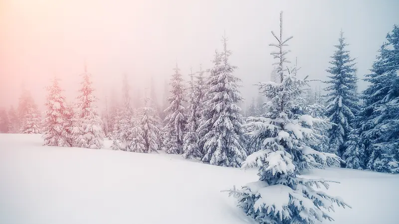 冬季阳光雪地树林