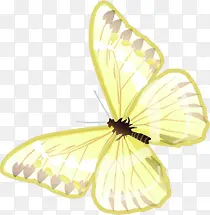 春天黄色光效蝴蝶动物