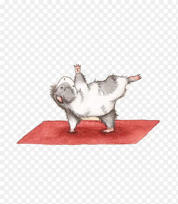 小豚鼠做瑜伽创意插画