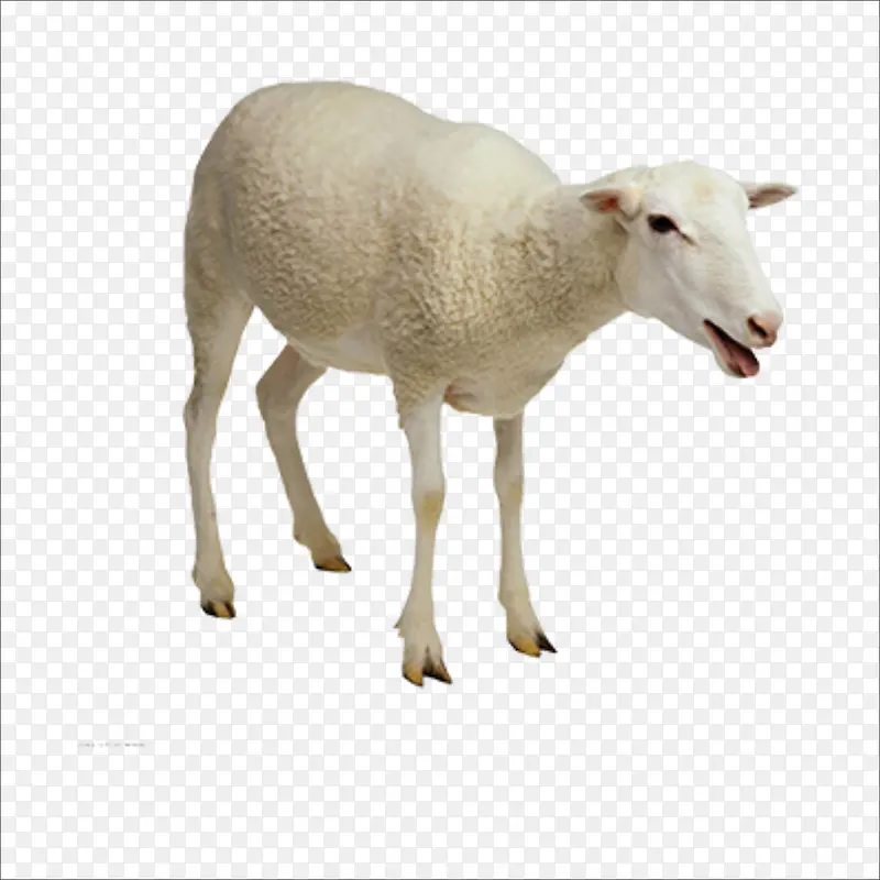 小羊