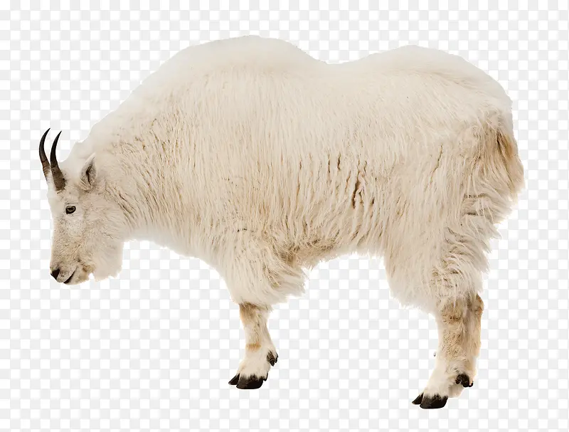 白色毛的羊