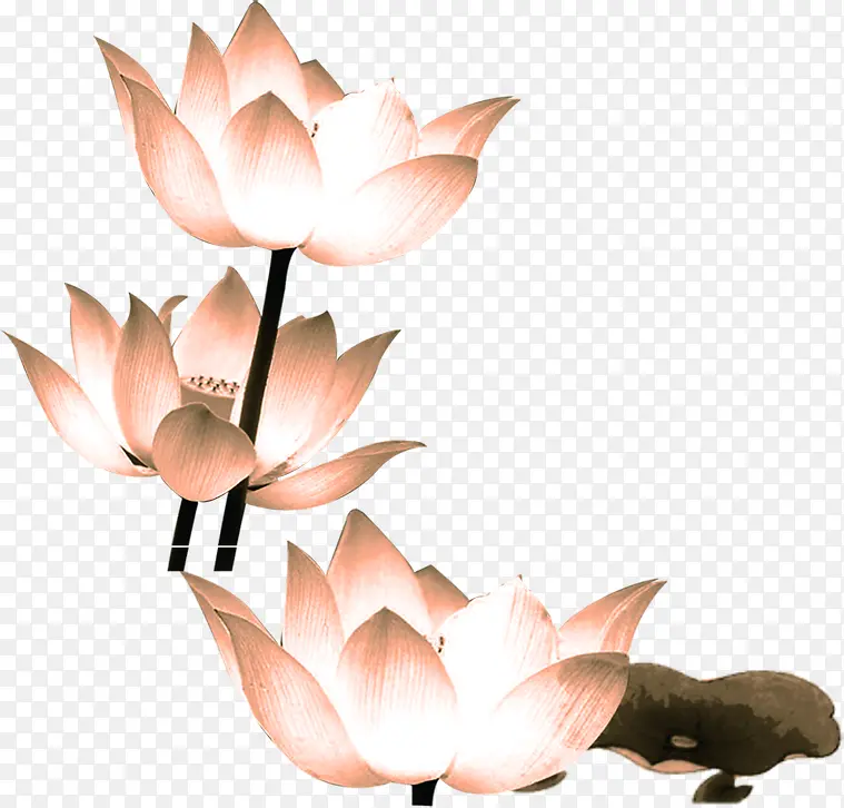 手绘水墨莲花美丽