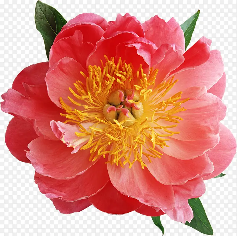 花卉图案花卉标签
