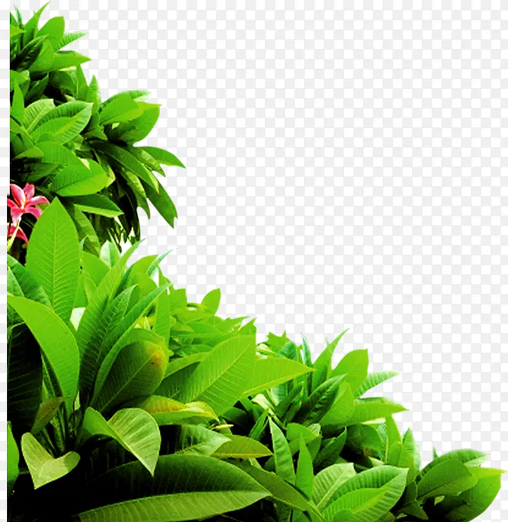 绿色植物树叶企业装饰PNG图片素材下载_图片编号10594073-PNG素材网