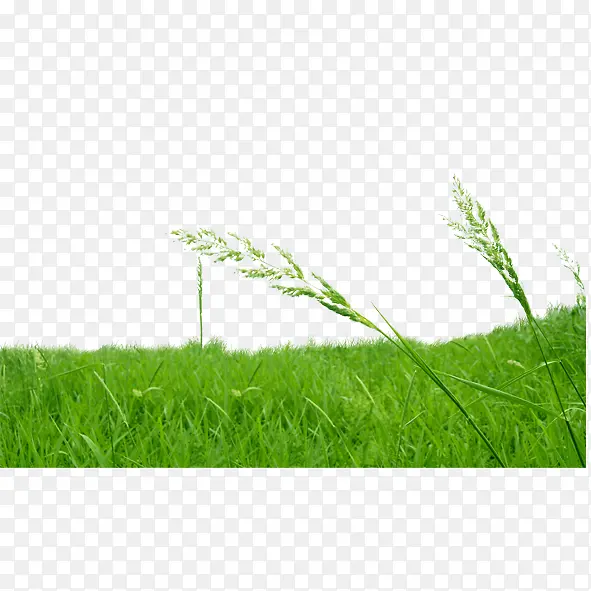 绿草原