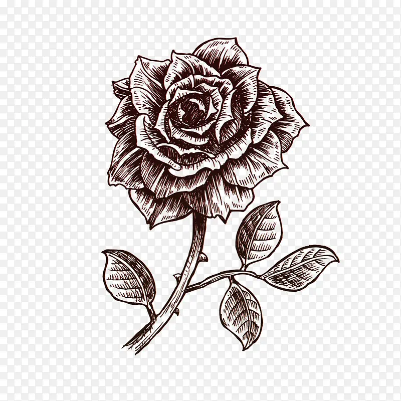 线描玫瑰手绘玫瑰