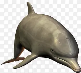 海豚跳跃尖嘴海豚