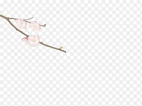 寒冬中的梅花