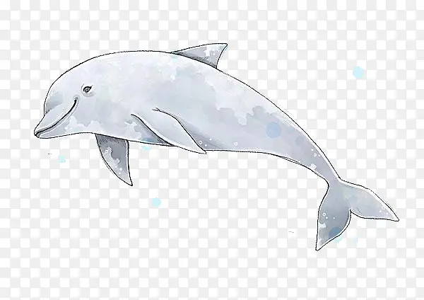 一只海豚