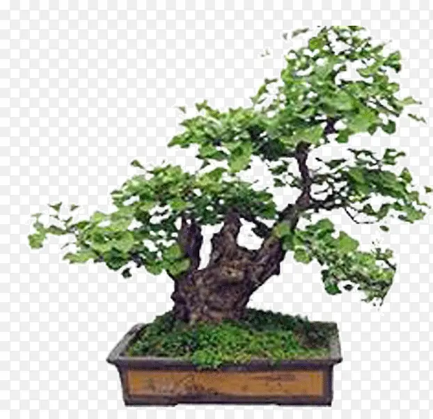 花坛