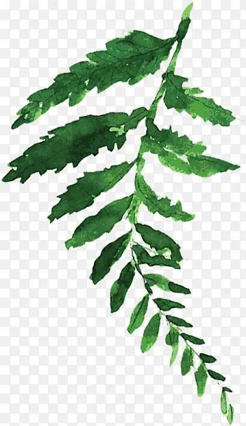 手绘水彩绿色植物装饰