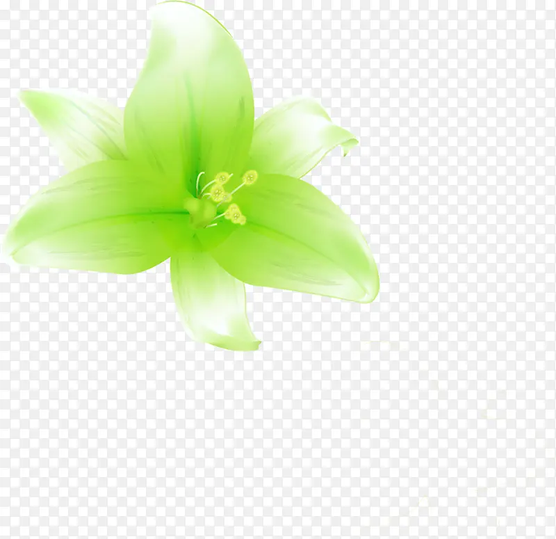 清晰绿色百合花卉名片图片