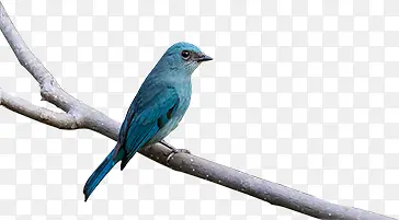 枝干上的蓝色小鸟素材